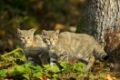 Wildcat, Felis silvestris, two Kittens, Germany
