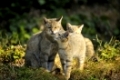 Wildcat, Felis silvestris, Mother and Cubs, Germany