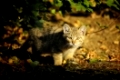 Young Wildcat, Felis silvestris, Germany