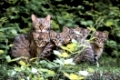 European Wild Cat with kittens   /   (Felis silvestris)   /   Europaeische Wildkatze mit Jungtieren