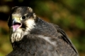 Wanderfalke, Falco peregrinus / Peregrine Falcon, Falco peregrinus