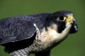 Wanderfalke, Peregrine Falcon (Falco peregrinus)