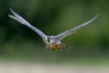 Wanderfalke, Falco peregrinus, Peregrine falcon