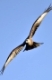 Red Kite milvus milvus in fly