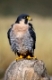 Peregrine falcon (Falcon peregrinus) sitting on a rock