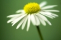 close up of white daisy on artistic background