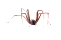 Brown spider isolated on a white background