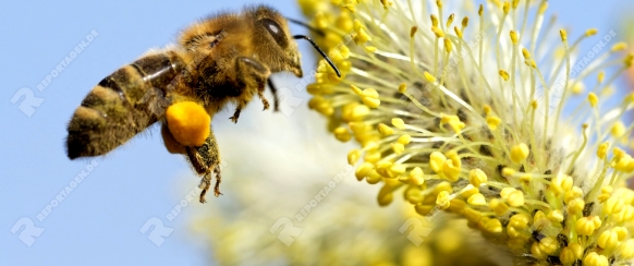 Biene sammelt Nektar am Weidenkätzchen