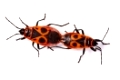 Feuerwanzen bei der Paarung (Pyrrhocoris apterus) - fire bug (Pyrrhocoris apterus) 