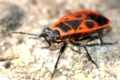 Gemeine Feuerwanze ,Pyrrhocoris apterus, Feuerwanze, red fire bug, 