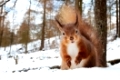 Close up of a red squirrel in winter in natural habitat, UK.