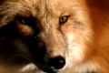 Gesicht des Rotfuchses
Face of red fox