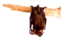 bat close up on a white background
