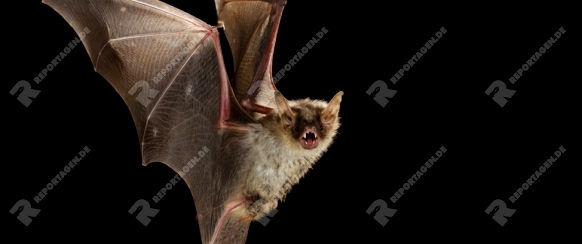 Grosses Mausohr, (Myotis myotis), fliegend, im Flug, nachts, Fledermaus, Fledermaeuse, Deutschland, Greater Mouse-eared Bat, in flight, flying, at night, bats, Germany