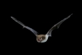 Wasser-Fledermaus, Wasserfledermaus im Flug bei der Jagd, Flugbild, Myotis daubentoni, Myotis daubentonii, Daubenton's bat