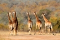 Small herd of giraffes (Giraffa camelopardalis) in the African savanna