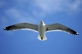 Heringsmoewe im Flug, Larus fuscus, Lesser Black-backed Gull, Insel Texel, Holland, Netherlands