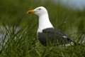 Heringsmoewe (Larus fuscus) Lesser Black-backed Gull , Helgoland, Schleswig-Holstein, Deutschland, Germany