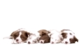 Five border collie puppy dogs in a row in front of a white background