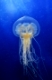 Swimming  Jellyfish On Blue Background