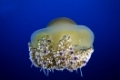 Cotylorhiza tuberculata, Spiegeleiqualle, Mediterranean jelly or fried egg jellyfish, Elba, Italien, Mittelmeer