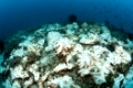 Korallenbleiche auf Riffdach, Felidhu Atoll, Malediven | Bleached Corals on Reef Top, Felidhu Atoll, Maldives