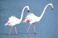 Große Flamingos
Camargue, Frankreich