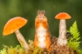  red squirrel standing between mushrooms  
