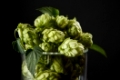 hops in a beer glass with green leaves. Fresh herbal ingredient for beer production. Selective focus