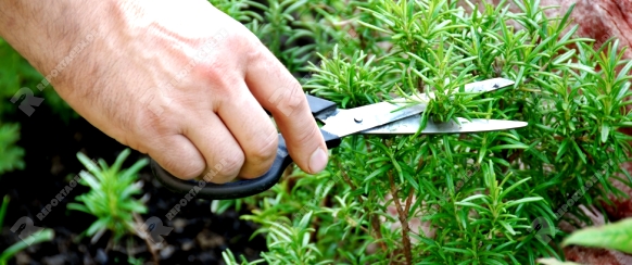 hand cutting a green fresh rosemary branch in seasoning garden