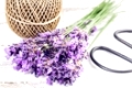 Fresh lavender on the white shabby wooden table with rope and scissors
