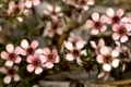 australian native spring flowers - cascading blooms of Leptospernum Pink Cascade