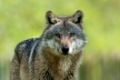 Europäischer Wolf, Canis lupus, European grey wolf