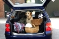 Urlaub mit Hund, blonder Labrador, Kofferraum, Holiday with dog, Labrador Retriever in car