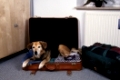 Old Mixed Breed Dog lying in suitcase with clothings   /   Alter Mischlingshund liegt in gepacktem Koffer   /   [Tiere, animals, Saeugetiere, mammals, Haushund, domestic dog, Haustier, Heimtier, pet, innen, inside, seitlich, side, Teppich, carpet, aufmerksam, alert, liegen, lying, adult, Querformat, horizontal, Reise, traveling, travelling]