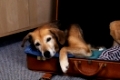 Old Mixed Breed Dog lying in suitcase with clothings   /   Alter Mischlingshund liegt in gepacktem Koffer   /   [Tiere, animals, Saeugetiere, mammals, Haushund, domestic dog, Haustier, Heimtier, pet, innen, inside, seitlich, side, Teppich, carpet, liegen, lying, adult, Entspannung, relaxing, ruhen, resting, Querformat, horizontal, Reise, traveling, travelling]