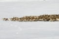Rentierherde auf der Fruehjahrswanderung zu den Sommerweidegruenden; See Akkajaure, Stora Sjoefallet Nationalpark, Welterbe Laponia, Lappland, Schweden;  April 2007
