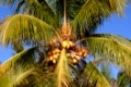 Palme auf der Insel Mauritius
Palm at Mauritius Island