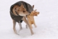 Spielender Mischlingshund tobt im hohen Schnee