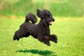 poodle black jumping motion 	