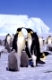 Kaiserpinguine, Antarktis, Emporer Penguins , aptenodytes forsteri, emperor penguin