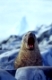 Südlicher Seebär schreit, Arctocephalus pusillus pusillus, Deception Island, Antarktische Halbinsel