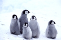 Emperor penguin, Kaiserpinguin,  Aptenodytes forsteri, 
Antarktis, Antarctica, Dawson-Lambton Glacier,
a nature document,
Original-Photo: Fritz Poelking, Fritz Pölking