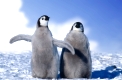 Junge Kaiserpinguine
Antarktis
