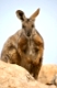 nice image of a yellow footed rock wallaby