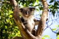 Australian Koala bear seated and resting in tree in Zoo and looking towards the camera with the hint of a smile on its cute face