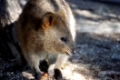 Das Quokka, ein dem Känguru verwandtes Beuteltier gibt es fast nur auf Rottnest Island, einer kleinen Insel vor Perth in Westaustralien