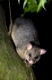 Fuchskusu, Trichosurus vulpecula, sitzt auf dem Ast eines Baumes im gemaessigten Regenwald. Der Fuchskusu ist ein nachtaktives Tier, das nach Neuseeland eingefuehrt wurde. Zusammen mit anderen eingefuehrten Raubtieren bedroht es einheimische Voegel wie z.B. den Kiwi, weil sie deren Eier und Jungvoegel fressen. Waitomo, Nordinsel, Neuseeland, Brushtail Possom, Trichosurus vulpecula,
sitting on a tree branch. The Brushtail Possum is a nocturnal animal which was introduced to New Zealand by pioneer farmers. Together with other introduced predatores it does threaten native birds like the Kiwi or the Bellbird. It eats their eggs and is a competitor for fruit and other feeding plants. There are special hunting and poisoning programs in place to reduce their population.
Waitomo, North Island, New Zealand