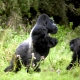 Mountain Gorilla, Gorilla gorilla beringei,  Silverback, SilberrÃ¼cken, Berggorilla, Gorilla, Gorillas,
Virunga Volcanoes Mountains, Volcano national park,
Volcanoes national park, Parc National Des Volcans, Rwanda, Ruanda, Africa