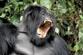 Gorilla, Mountain gorilla, Berggorilla,Gorilla gorilla beringei, Volcano national park, Rwanda, Ruanda,